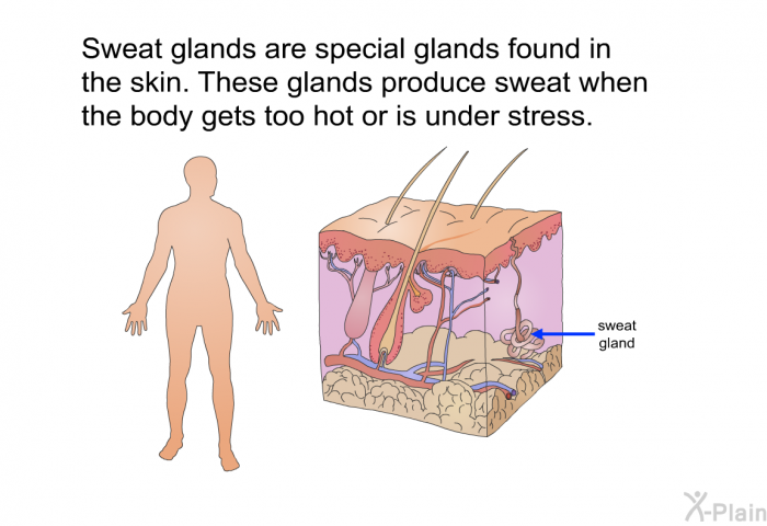 sweat glands in body