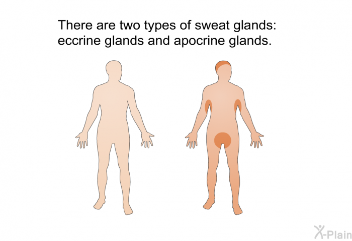 There are two types of sweat glands: eccrine glands and apocrine glands.