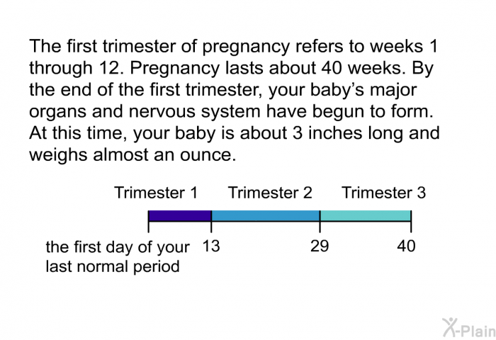 The first trimester of pregnancy refers to weeks 1 through 12. Pregnancy lasts about 40 weeks. By the end of the first trimester, your baby's major organs and nervous system have begun to form. At this time, your baby is about 3 inches long and weighs almost an ounce.