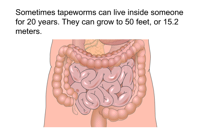 Sometimes tapeworms can live inside someone for 20 years. They can grow to 50 feet, or 15.2 meters.