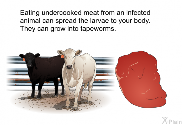 Eating undercooked meat from an infected animal can spread the larvae to your body. They can grow into tapeworms.