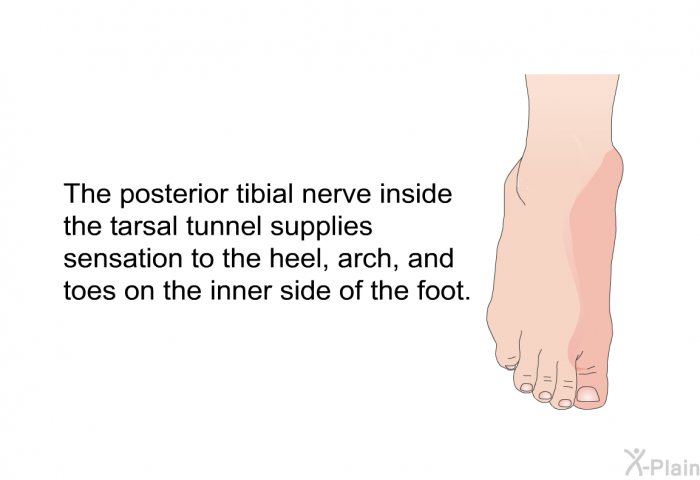 The posterior tibial nerve inside the tarsal tunnel supplies sensation to the heel, arch, and toes on the inner side of the foot.