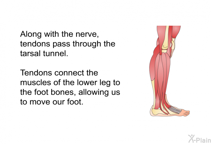 Along with the nerve, tendons pass through the tarsal tunnel. Tendons connect the muscles of the lower leg to the foot bones, allowing us to move our foot.