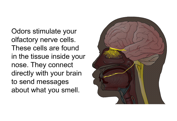 Odors stimulate your olfactory nerve cells. These cells are found in the tissue inside your nose. They connect directly with your brain to send messages about what you smell.