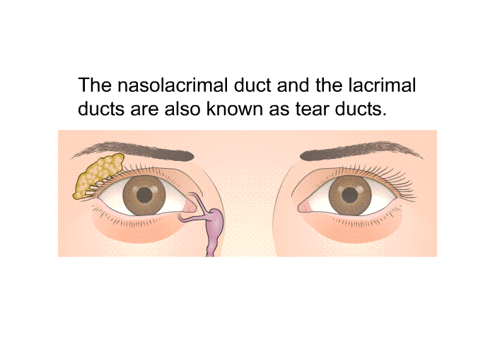 The nasolacrimal duct and the lacrimal ducts are also known as tear ducts.