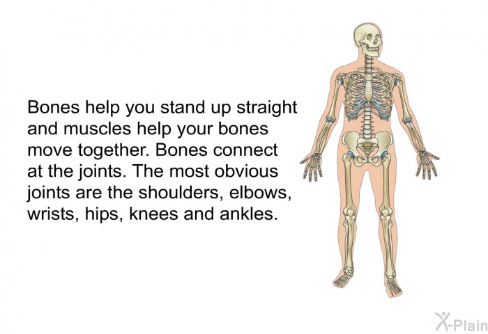 Bones help you stand up straight and muscles help your bones move together. Bones connect at the joints. The most obvious joints are the shoulders, elbows, wrists, hips, knees and ankles.