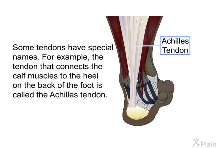 Some tendons have special names. For example, the tendon that connects the calf muscles to the heel on the back of the foot is called the Achilles tendon.