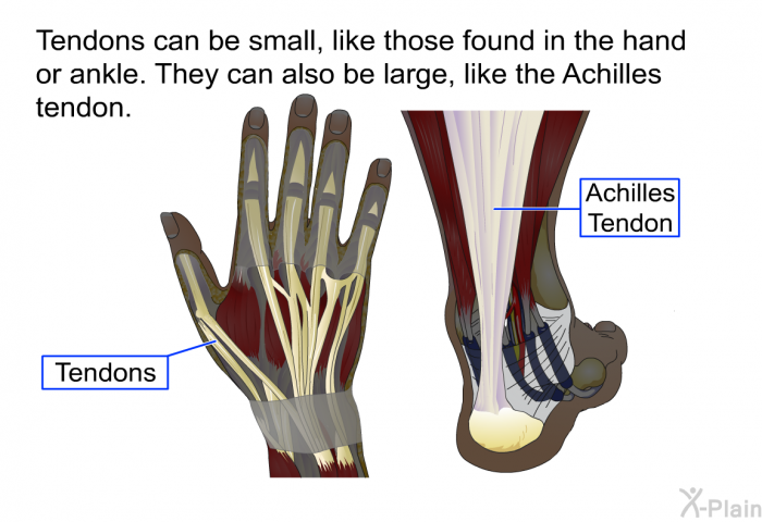 Tendons can be small, like those found in the hand or ankle. They can also be large, like the Achilles tendon.