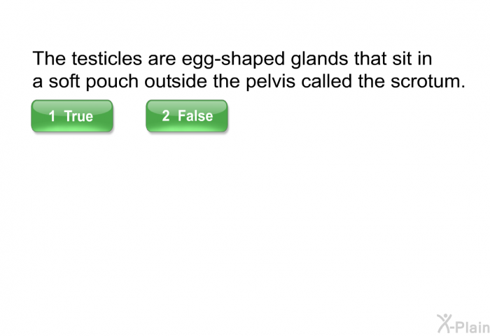 The testicles are egg-shaped glands that sit in a soft pouch outside the pelvis called the scrotum.