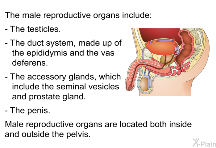 The male reproductive organs include:  The testicles. The duct system, made up of the epididymis and the vas deferens. The accessory glands, which include the seminal vesicles and prostate gland. The penis.  
Male reproductive organs are located both inside and outside the pelvis.