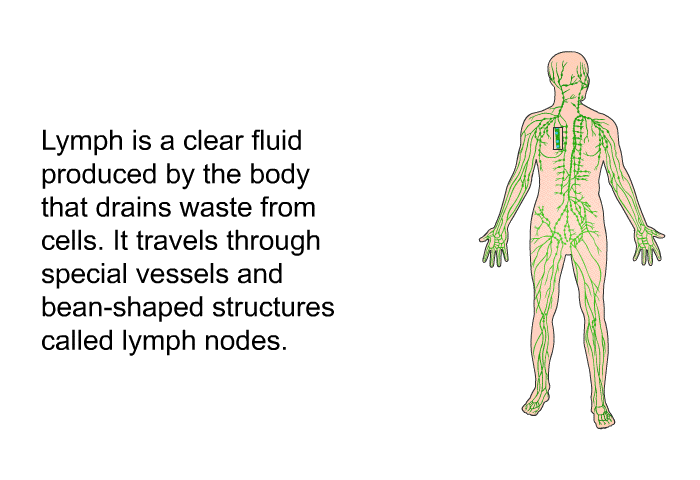 Lymph is a clear fluid produced by the body that drains waste from cells. It travels through special vessels and bean-shaped structures called lymph nodes.