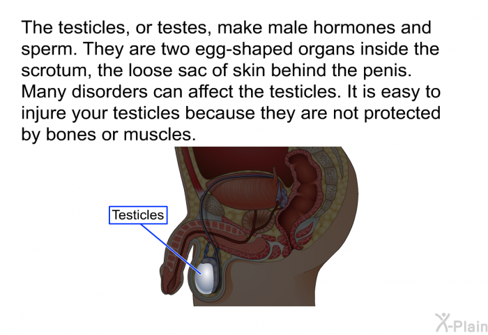 The testicles, or testes, make male hormones and sperm. They are two egg-shaped organs inside the scrotum, the loose sac of skin behind the penis. Many disorders can affect the testicles. It is easy to injure your testicles because they are not protected by bones or muscles.