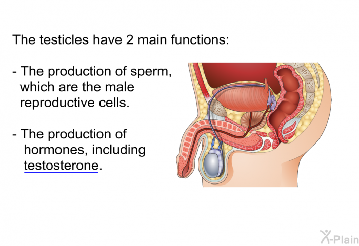 The testicles have 2 main functions:  The production of sperm, which are the male reproductive cells. The production of hormones, including testosterone.