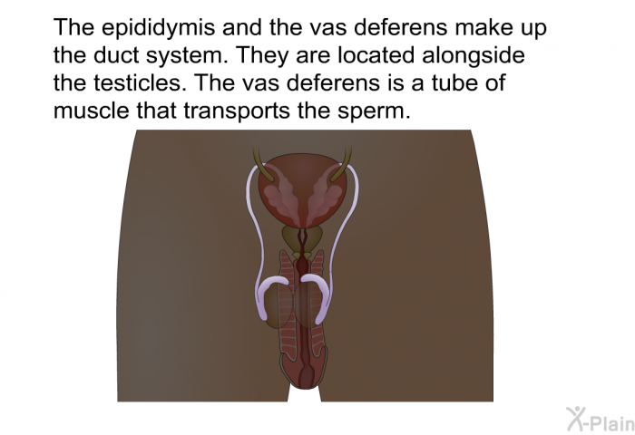 The epididymis and the vas deferens make up the duct system. They are located alongside the testicles. The vas deferens is a tube of muscle that transports the sperm.