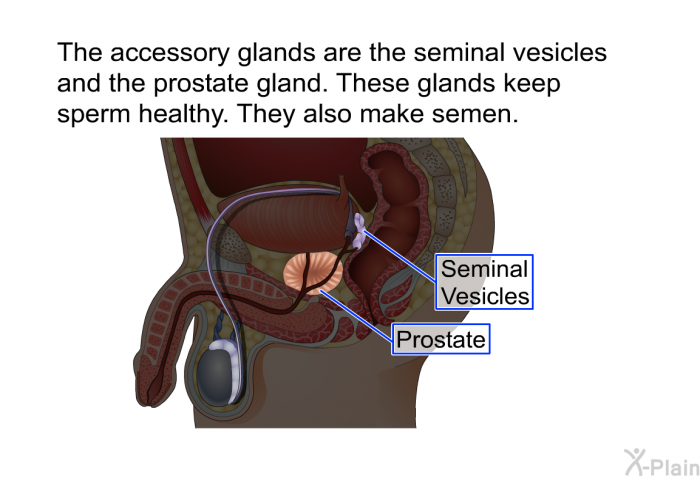 The accessory glands are the seminal vesicles and the prostate gland. These glands keep sperm healthy. They also make semen.