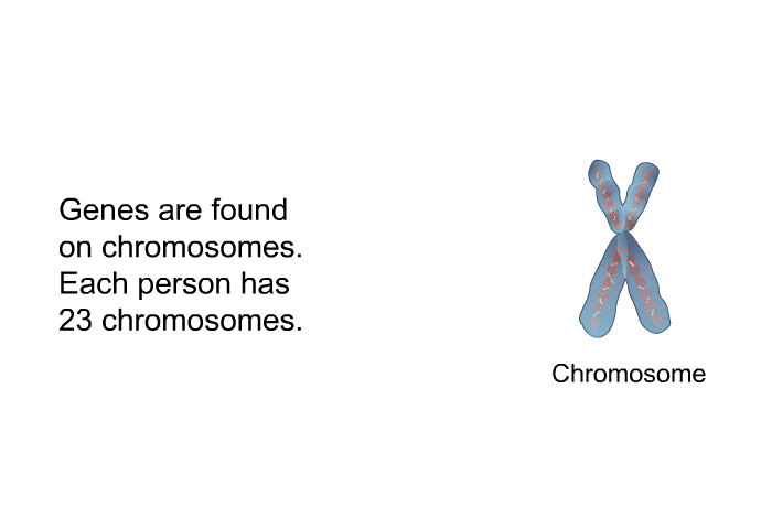 Genes are found on chromosomes. Each person has 23 chromosomes.