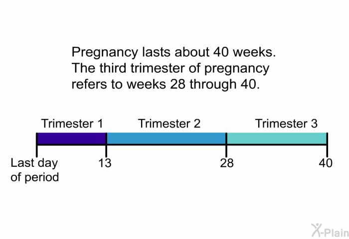 Pregnancy lasts about 40 weeks. The third trimester of pregnancy refers to weeks 28 through 40.