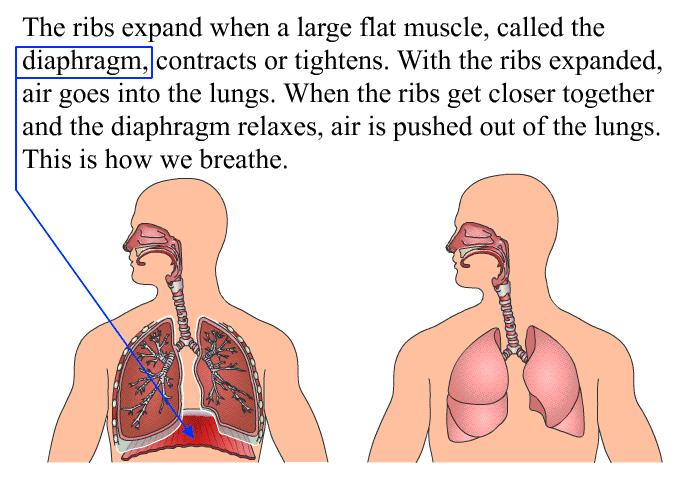 The ribs expand when a large flat muscle, called the diaphragm, contracts or tightens. With the ribs expanded, air goes into the lungs. When the ribs get closer together and the diaphragm relaxes, air is pushed out of the lungs. This is how we breathe.