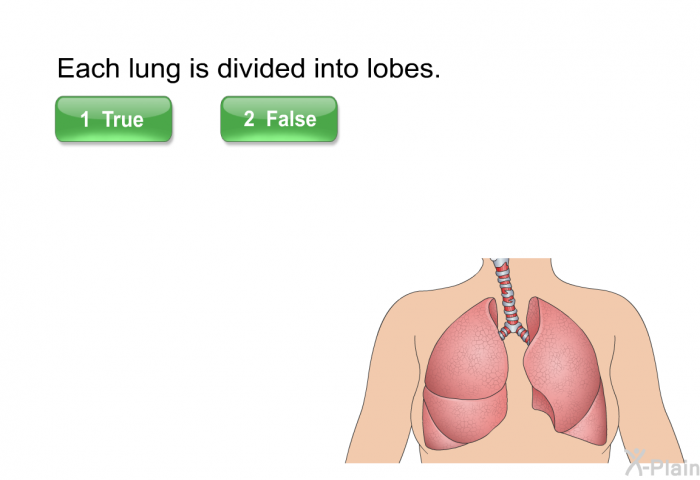 Each lung is divided into lobes.