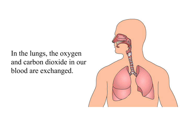 In the lungs, the oxygen and carbon dioxide in our blood are exchanged.