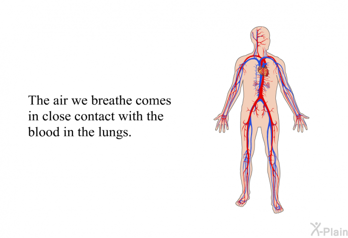 The air we breathe comes in close contact with the blood in the lungs.