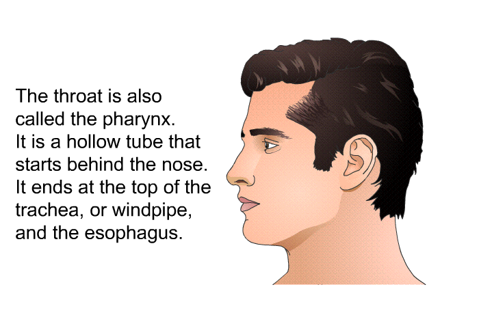 The throat is also called the pharynx. It is a hollow tube that starts behind the nose. It ends at the top of the trachea, or windpipe, and the esophagus.