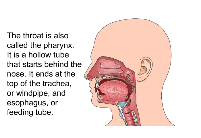 The throat is also called the pharynx. It is a hollow tube that starts behind the nose. It ends at the top of the trachea, or windpipe, and esophagus, or feeding tube.
