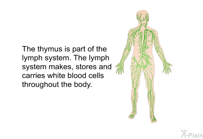 The thymus is part of the lymph system. The lymph system makes, stores and carries white blood cells throughout the body.