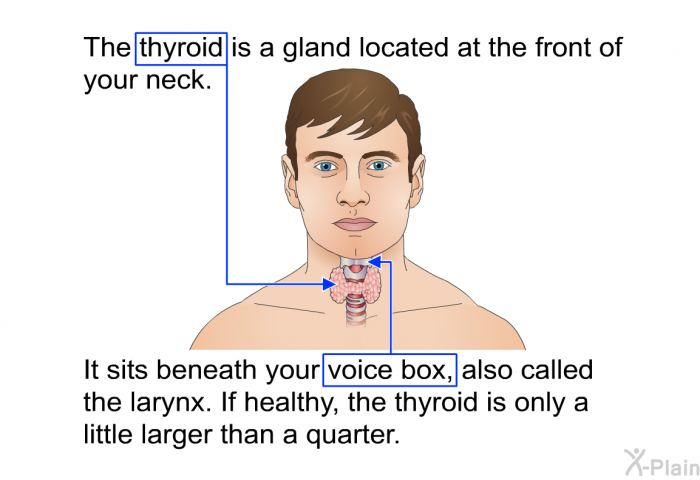 The thyroid is a gland located at the front of your neck. It sits beneath your voice box, also called the larynx. If healthy, the thyroid is only a little larger than a quarter.