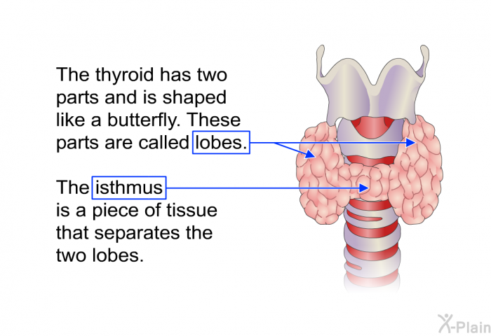 The thyroid has two parts and is shaped like a butterfly. These parts are called lobes. The isthmus is a piece of tissue that separates the two lobes.