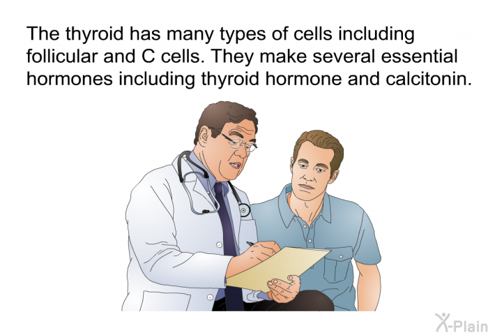 The thyroid has many types of cells including follicular and C cells. They make several essential hormones including thyroid hormone and calcitonin.