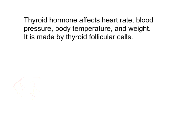 Thyroid hormone affects heart rate, blood pressure, body temperature, and weight. It is made by thyroid follicular cells.
