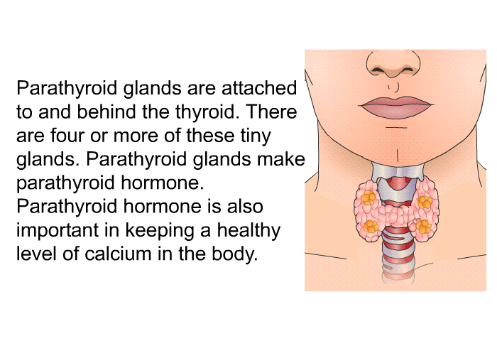 Parathyroid glands are attached to and behind the thyroid. There are four or more of these tiny glands. Parathyroid glands make parathyroid hormone. Parathyroid hormone is also important in keeping a healthy level of calcium in the body.
