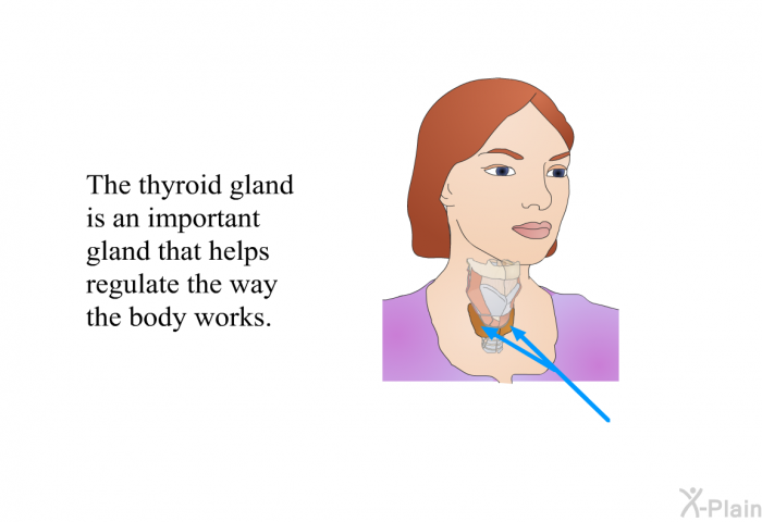 The thyroid gland is an important gland that helps regulate the way the body works.