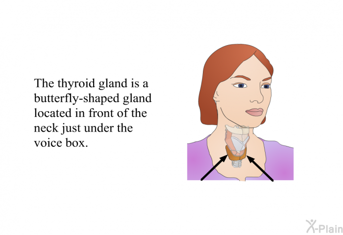 The thyroid gland is a butterfly-shaped gland located in front of the neck just under the voice box.