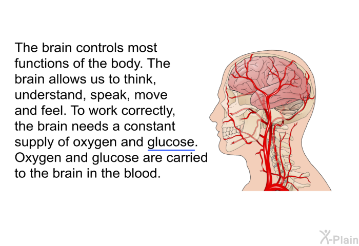 The brain controls most functions of the body. The brain allows us to think, understand, speak, move and feel. To work correctly, the brain needs a constant supply of oxygen and glucose. Oxygen and glucose are carried to the brain in the blood.