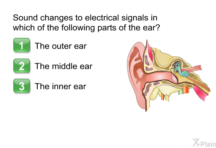 Sound changes to electrical signals in which of the following parts of the ear?  The outer ear The middle ear The inner ear