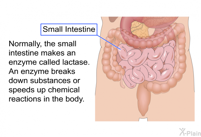 Normally, the small intestine makes an enzyme called lactase. An enzyme breaks down substances or speeds up chemical reactions in the body.