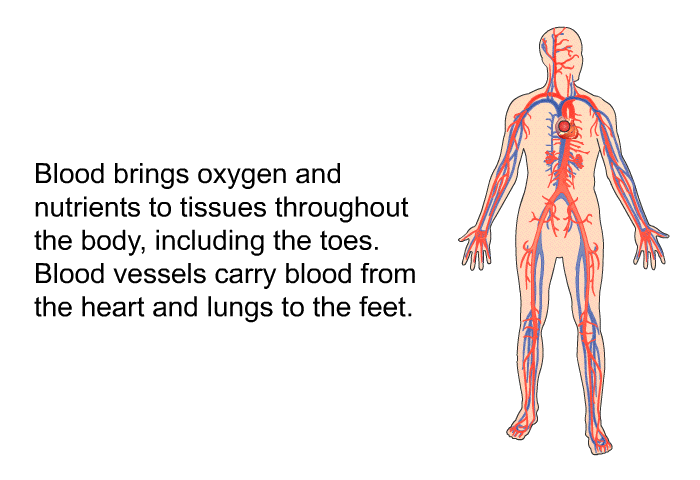 Blood brings oxygen and nutrients to tissues throughout the body, including the toes. Blood vessels carry blood from the heart and lungs to the feet.