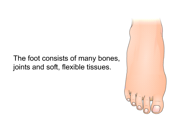 The foot consists of many bones, joints and soft, flexible tissues.