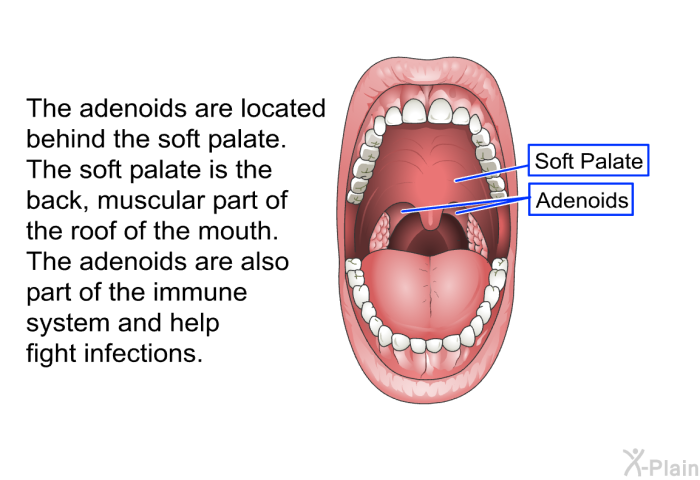 The adenoids are located behind the soft palate. The soft palate is the back, muscular part of the roof of the mouth. The adenoids are also part of the immune system and help fight infections.