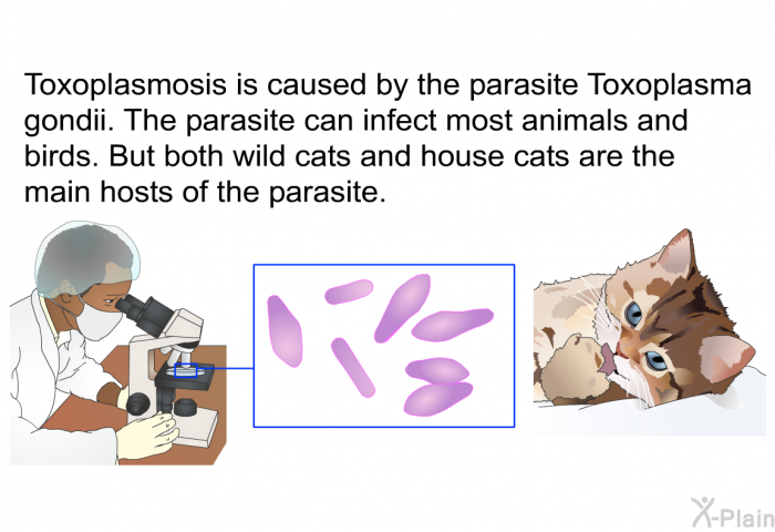 Toxoplasmosis is caused by the parasite<B> </B><EM CLASS=