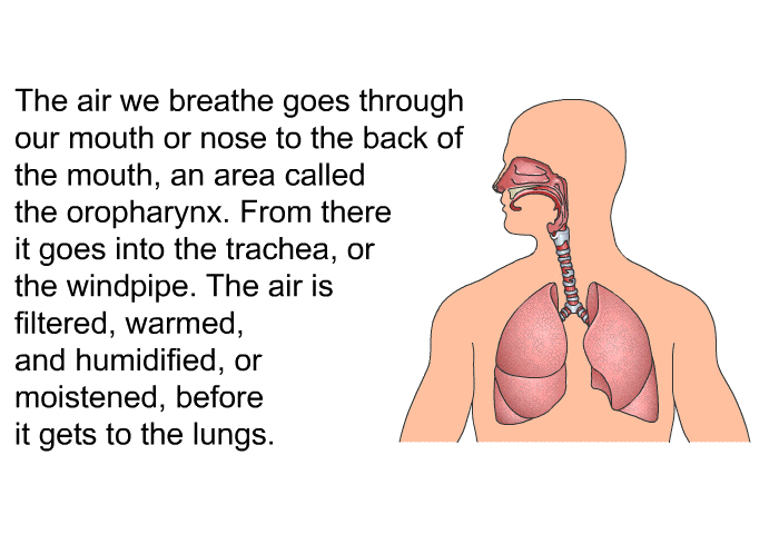 The air we breathe goes through our mouth or nose to the back of the mouth, an area called the oropharynx. From there it goes into the trachea, or the windpipe. The air is filtered, warmed and humidified, or moistened, before it gets to the lungs.