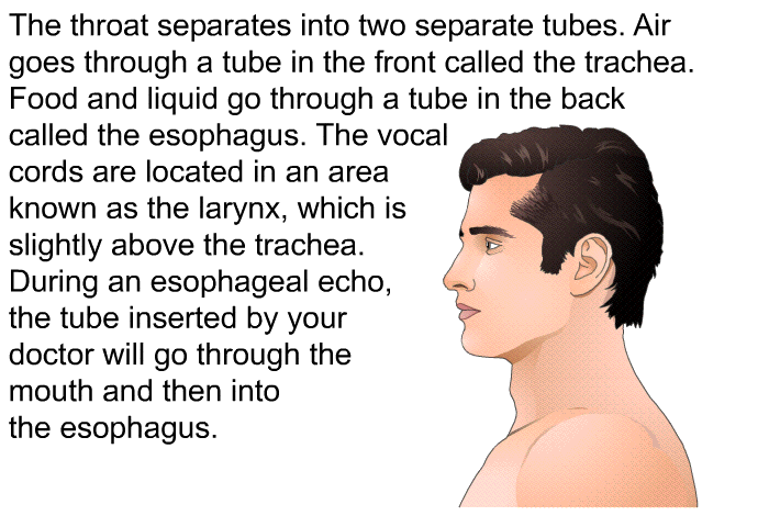The throat separates into two separate tubes. Air goes through a tube in the front called the trachea. Food and liquid go through a tube in the back called the esophagus. The vocal cords are located in an area known as the larynx, which is slightly above the trachea. During an esophageal echo, the tube inserted by your doctor will go through the mouth and then into the esophagus.