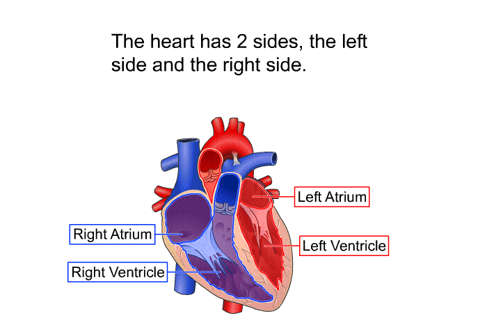 The heart has 2 sides, the left side and the right side.