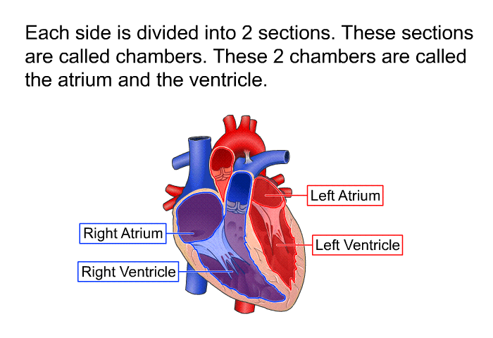 Each side is divided into 2 sections. These sections are called chambers. These 2 chambers are called the atrium and the ventricle.