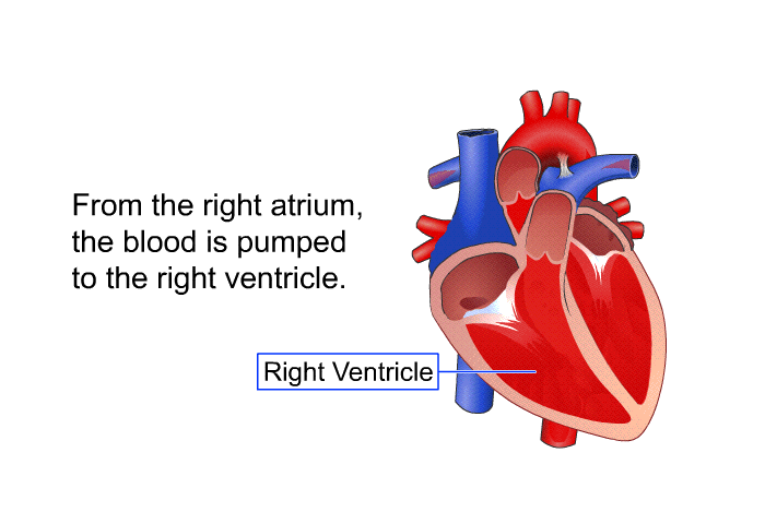 From the right atrium, the blood is pumped to the right ventricle.