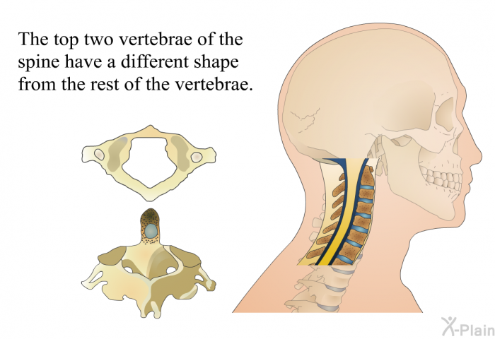 The top two vertebrae of the spine have a different shape from the rest of the vertebrae.