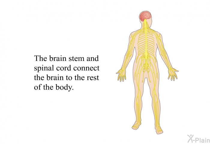 The brain stem and spinal cord connect the brain to the rest of the body.