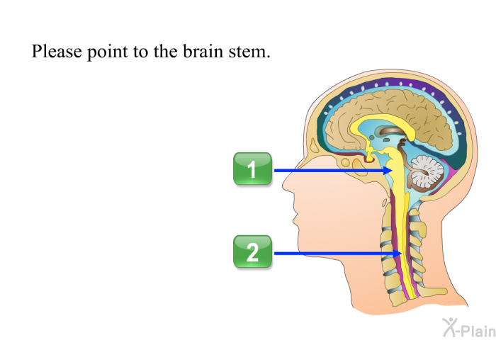 Please point to the brain tem. Press A or B.